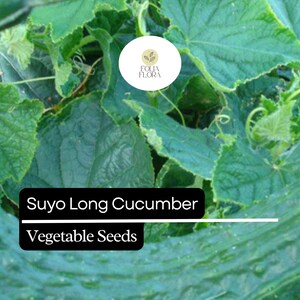 20 Seeds Suyo Long Cucumber - Cucumis sativus | Sweet, Crisp, and Burpless Heirloom Variety