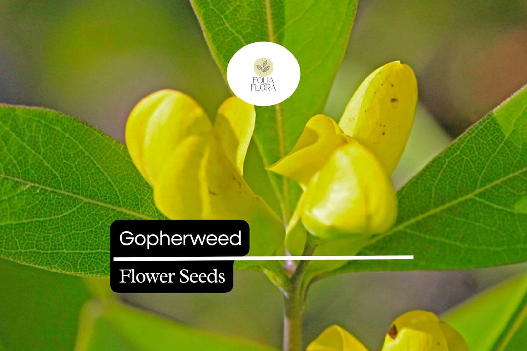 Gopherweed Seeds (baptisia Lanceolata) | 25 Seeds | Hardy Native ...