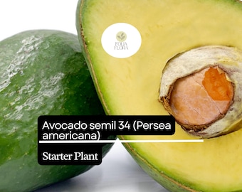 1 Avocado Semil 34 (persea Americana) Starter Plant – Tropical