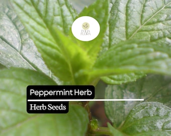 500 Seeds Peppermint, Mentha × Piperita, Aromatic Herb for Teas, Culinary Use, and Natural Remedies