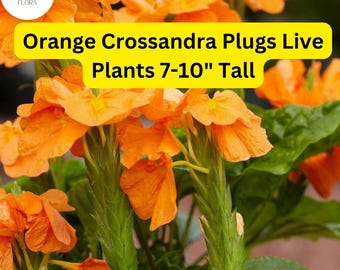 Orange Crossandra - 1 Plugs Live Plants 7-10