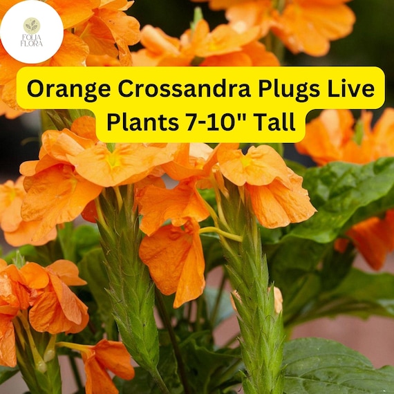 Orange Crossandra - 1 Plugs Live Plants 7-10