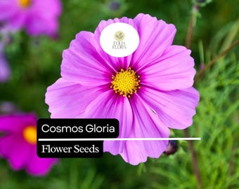 200 Cosmos Gloria Seeds – Bright Pink, Pollinator-Friendly Blooms