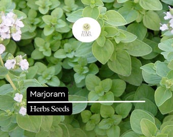 Marjoram Seeds | 100mg Sweet Aromatic Herb, Non-GMO