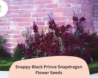 Antirrhinum majus Snappy Black Prince Snapdragon Seeds – 1000+ Deep Red Blooms for Garden & Bouquets