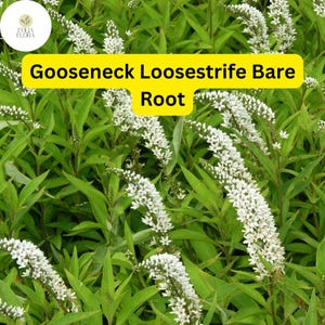 May include: Image of Gooseneck Loosestrife Bare Root plants. The image shows vibrant green foliage with long, arching stems of white flowers. The text "Gooseneck Loosestrife Bare Root" is displayed on a yellow background.