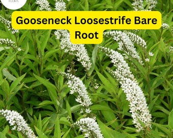 May include: Image of Gooseneck Loosestrife Bare Root plants. The image shows vibrant green foliage with long, arching stems of white flowers. The text "Gooseneck Loosestrife Bare Root" is displayed on a yellow background.