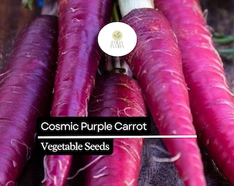 Cosmic Purple Carrot Seeds | Heirloom Vegetable Garden Planting