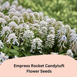 May include: A close-up of a cluster of white candytuft flowers with green foliage. The image includes the text "Empress Rocket Candytuft Flower Seeds" on a peach-colored background, and a logo in the upper left corner.