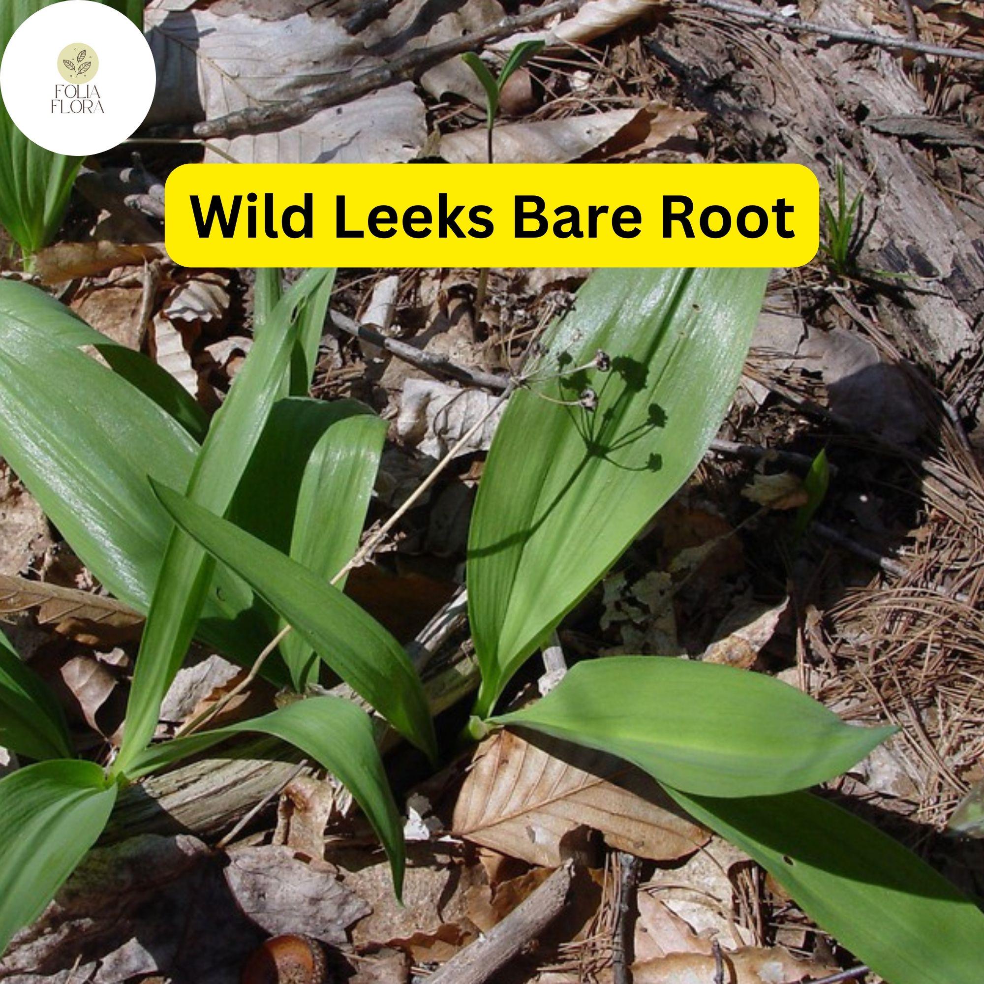 Ramps Wild Leeks (allium Tricoccum) - 3 Organically Grown Bare Root ...