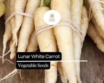 Lunar White Carrot Seeds | Heirloom Vegetable Garden Planting
