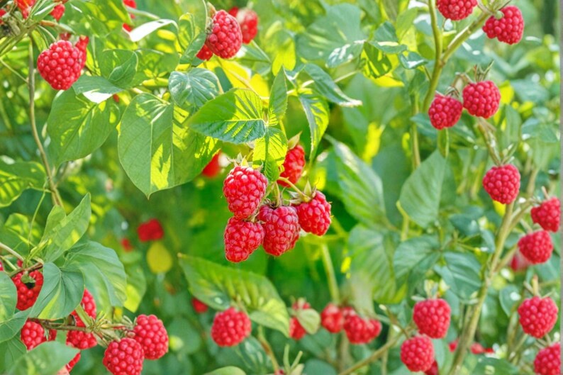 May include: A vibrant raspberry bush featuring numerous clusters of ripe, bright red raspberries hanging from green stems. The plant is covered in lush, serrated green leaves that provide a dense backdrop for the small, textured fruit.