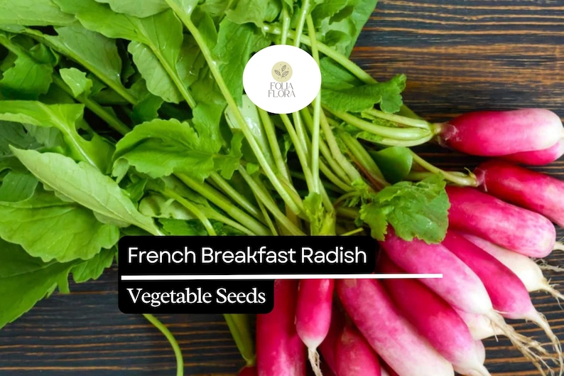 FoliaFlora French Breakfast Radish Seeds - Thumbnail 2