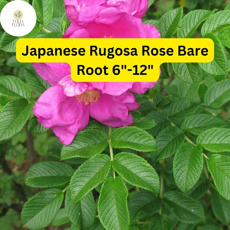 Rooting Rugosa Roses 1 Japanese Rugosa Rose (rosa Rugosa) – Live Bare Root Plant 6