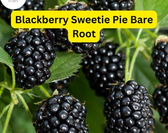 May include: Close-up of ripe blackberries growing on a vine. The berries are clustered together and have a glossy, dark appearance. The text "Blackberry Sweetie Pie Bare Root" is displayed in yellow letters on a black background.