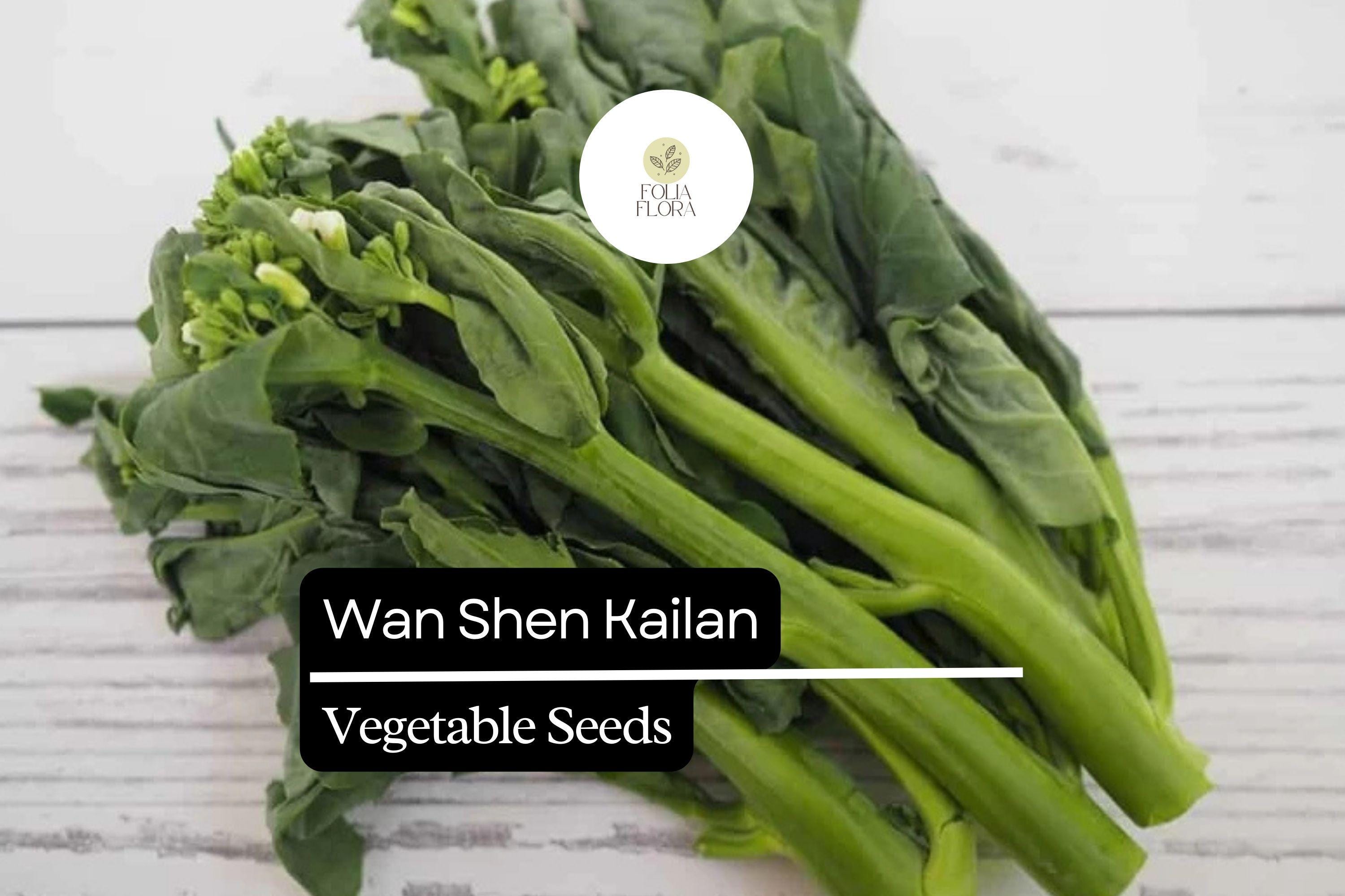 Wan Shen Kailan Seeds | Chinese Broccoli, Sweet Leaves (500mg Packet ...