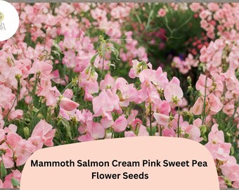 Mammoth Salmon Cream Pink Sweet Pea Seeds | Lathyrus odoratus Tall Climbing Vine (50+ Seeds)