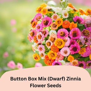 May include: A vibrant bouquet of Button Box Mix (Dwarf) Zinnia flower seeds. The flowers are a mix of pink, orange, yellow, and white, with a blurred green background. The image includes the Folia Flora logo and text that reads "Button Box Mix (Dwarf) Zinnia Flower Seeds."