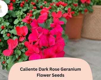 25+ Caliente Dark Rose Geranium Seeds | Trailing Ivy Zonal Hybrid