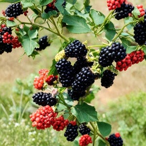 May include: A blackberry bush branch featuring clusters of ripe, dark black berries and unripe, bright red berries. The plant has green, serrated leaves and thin, woody stems, showcasing the natural progression of the fruit as it ripens on the vine.