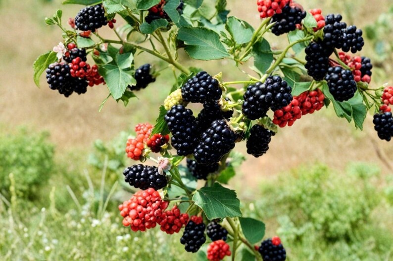 May include: A blackberry bush branch featuring clusters of ripe, dark black berries and unripe, bright red berries. The plant has green, serrated leaves and thin, woody stems, showcasing the natural progression of the fruit as it ripens on the vine.