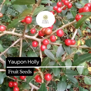 Puede incluir: Primer plano de una planta de acebo Yaupon con bayas rojas brillantes y hojas verdes. La imagen incluye el texto "Yaupon Holly Fruit Seeds" en un cuadro negro. Las bayas est&aacute;n agrupadas en las ramas.