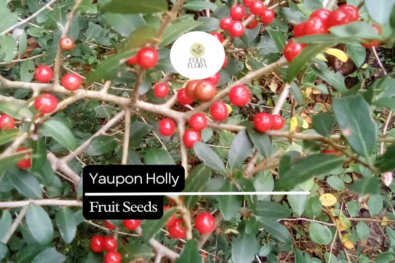 Puede incluir: Primer plano de una planta de acebo Yaupon con bayas rojas brillantes y hojas verdes. La imagen incluye el texto "Yaupon Holly Fruit Seeds" en un cuadro negro. Las bayas est&aacute;n agrupadas en las ramas.