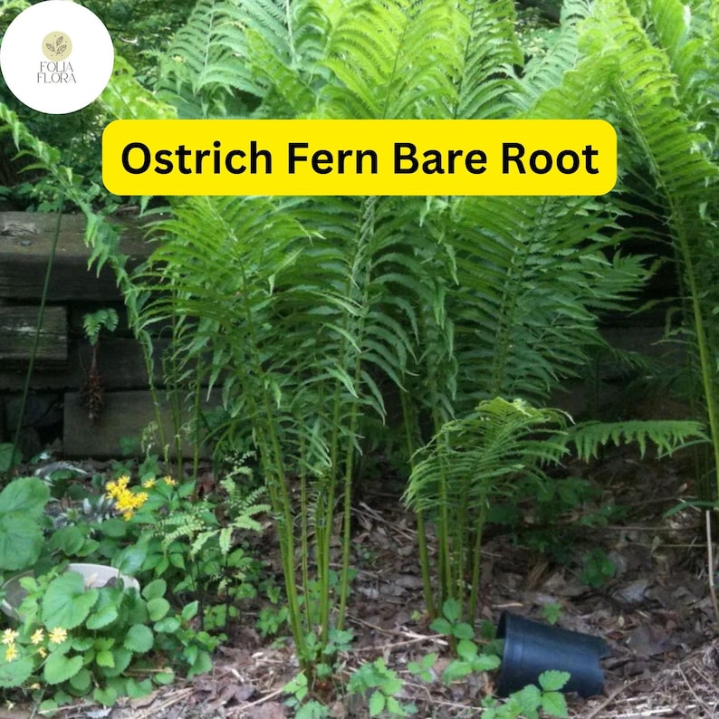 FoliaFlora Ostrich Fern
