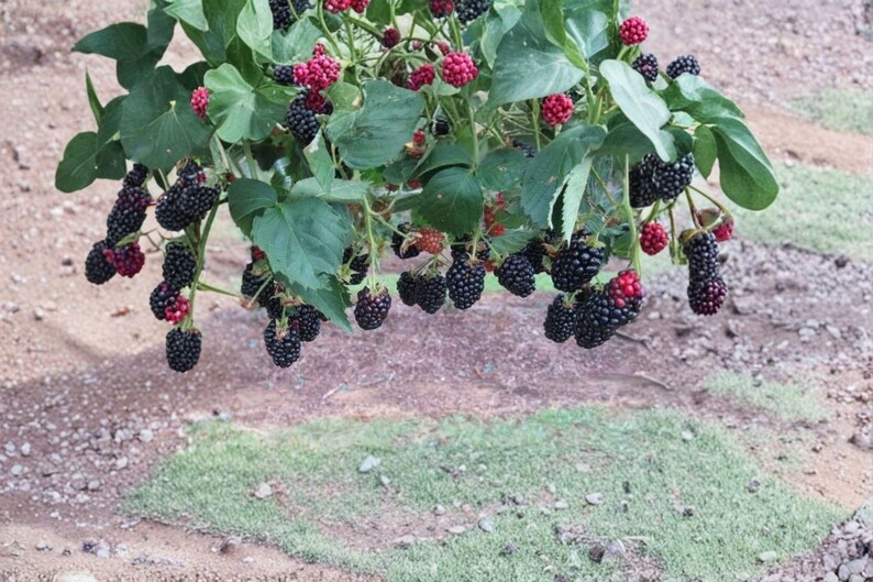 May include: A blackberry bush featuring numerous clusters of dark purple and black berries hanging from green stems with broad, serrated leaves. Some berries appear in various stages of ripening, showing bright red hues among the dark fruit.