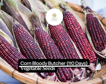 5g Corn Bloody Butcher Seeds | Zea mays | Heirloom Red Dent Corn | Non-GMO, Multi-Purpose & Hardy