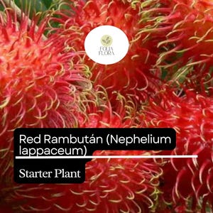 Puede incluir: Primer plano de una fruta de rambut&aacute;n roja, tambi&eacute;n conocida como Nephelium lappaceum. La fruta tiene un exterior peludo y espinoso y es una fruta tropical popular. Esta es una planta de inicio.