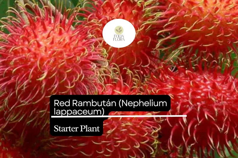 Puede incluir: Primer plano de una fruta de rambut&aacute;n roja, tambi&eacute;n conocida como Nephelium lappaceum. La fruta tiene un exterior peludo y espinoso y es una fruta tropical popular. Esta es una planta de inicio.