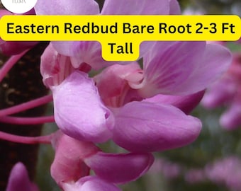 Eastern Redbud Tree, 2-3 Ft Tall, Live Bare Root Plant