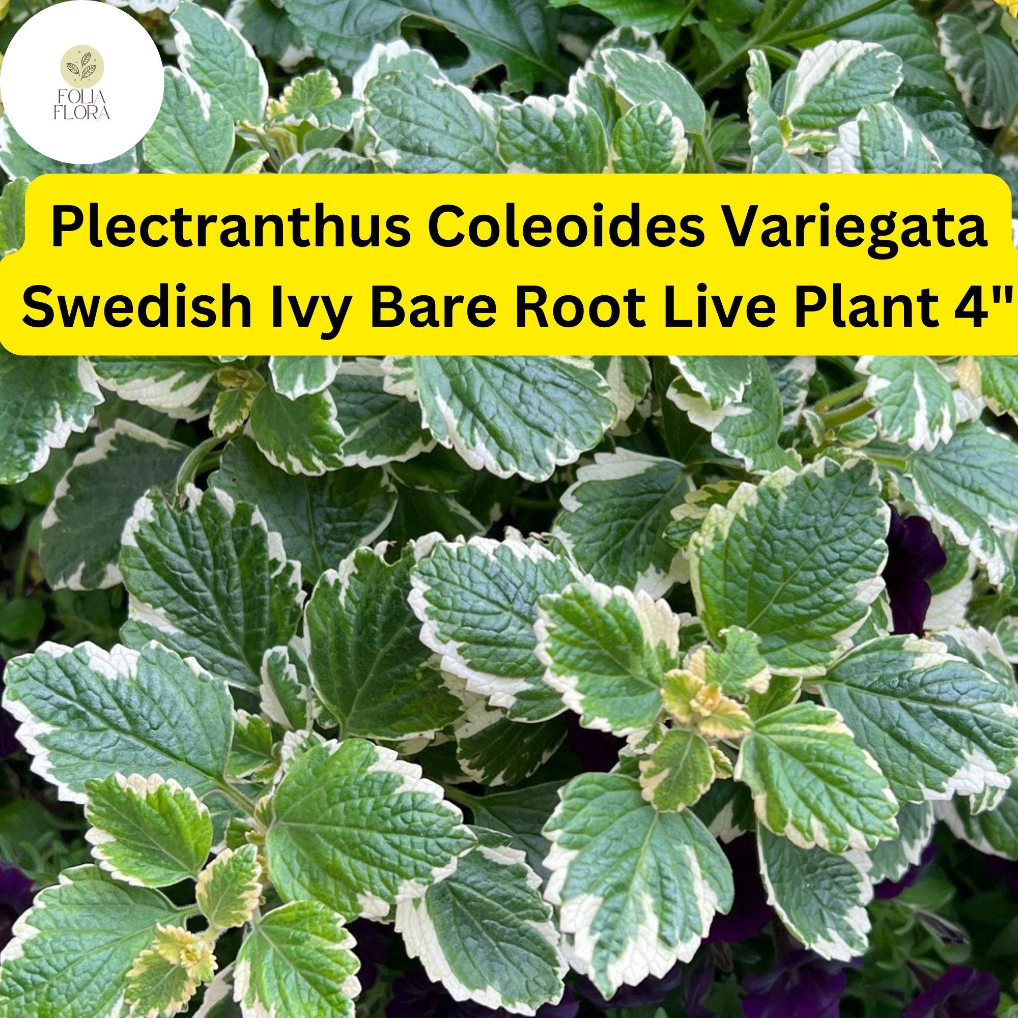 Variegated Swedish Ivy Plant | Plectranthus Coleoides, Easy-care - Etsy
