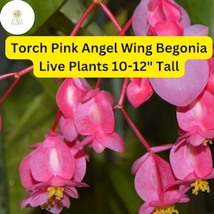May include: Torch Pink Angel Wing Begonia Live Plants 10-12" Tall. A close-up of pink begonia flowers with a yellow center.