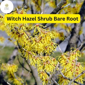 May include: A close-up of a witch hazel shrub with yellow, spidery flowers. The shrub is bare-rooted and ready to be planted. Witch Hazel Shrub Bare Root.