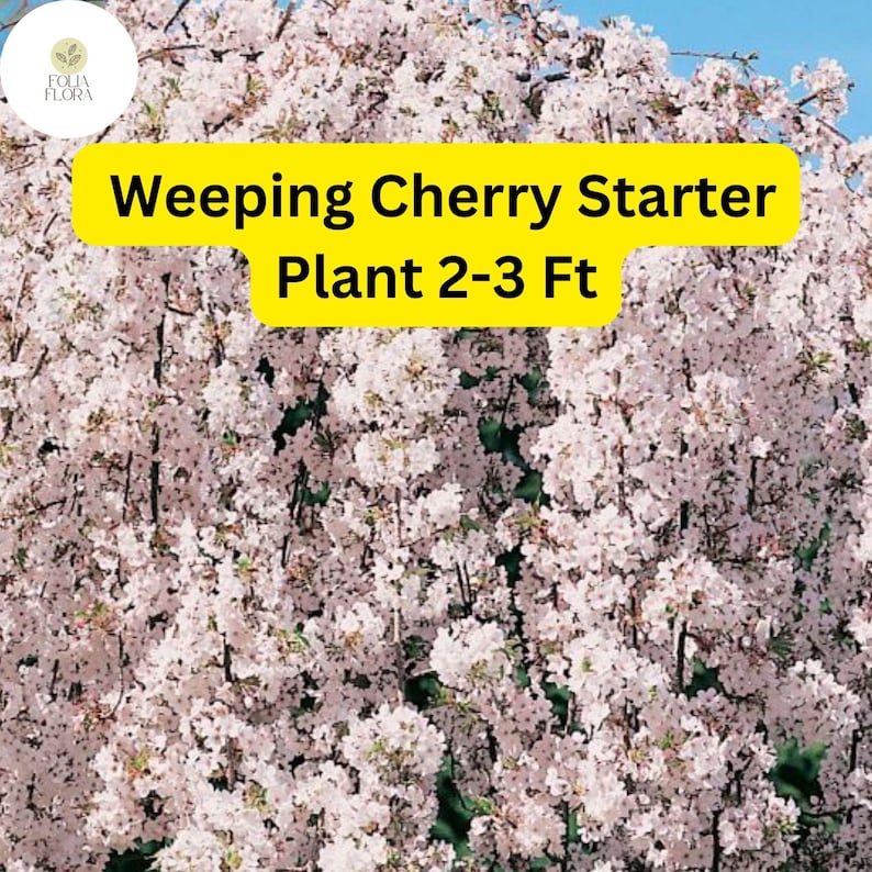 FoliaFlora Weeping Cherry Tree - Thumbnail 3
