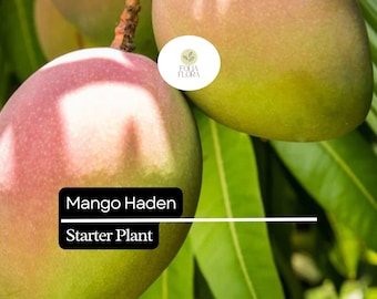 1 Starter Plant Mango Haden (Mangifera) Live Tropical Fruit Tree 12″-24″