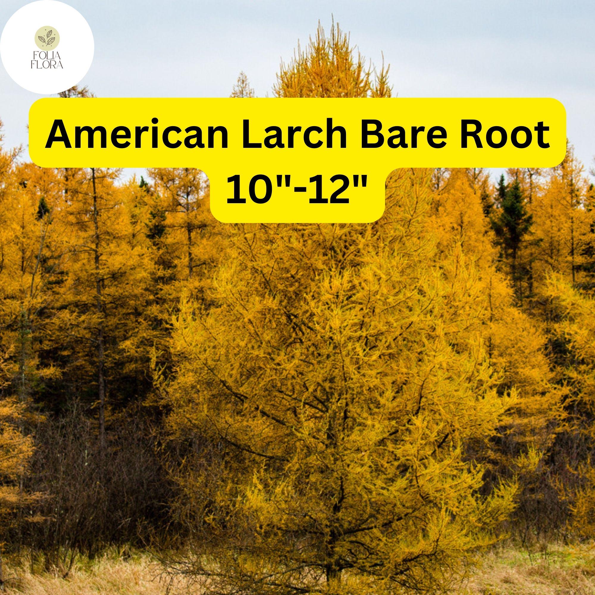 American Larch Tree, Bare Root Larix Laricina, Hardy Conifer - Etsy