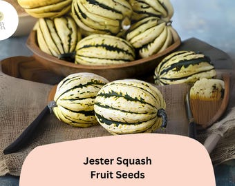25+ Jester Squash Seeds | Striped Acorn-Delicata Hybrid | Sweet Winter Squash for Garden Planting & Harvest