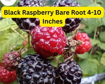 Mysore Black Raspberry Plant, Live Bare Root Starter (4-10 Inches)