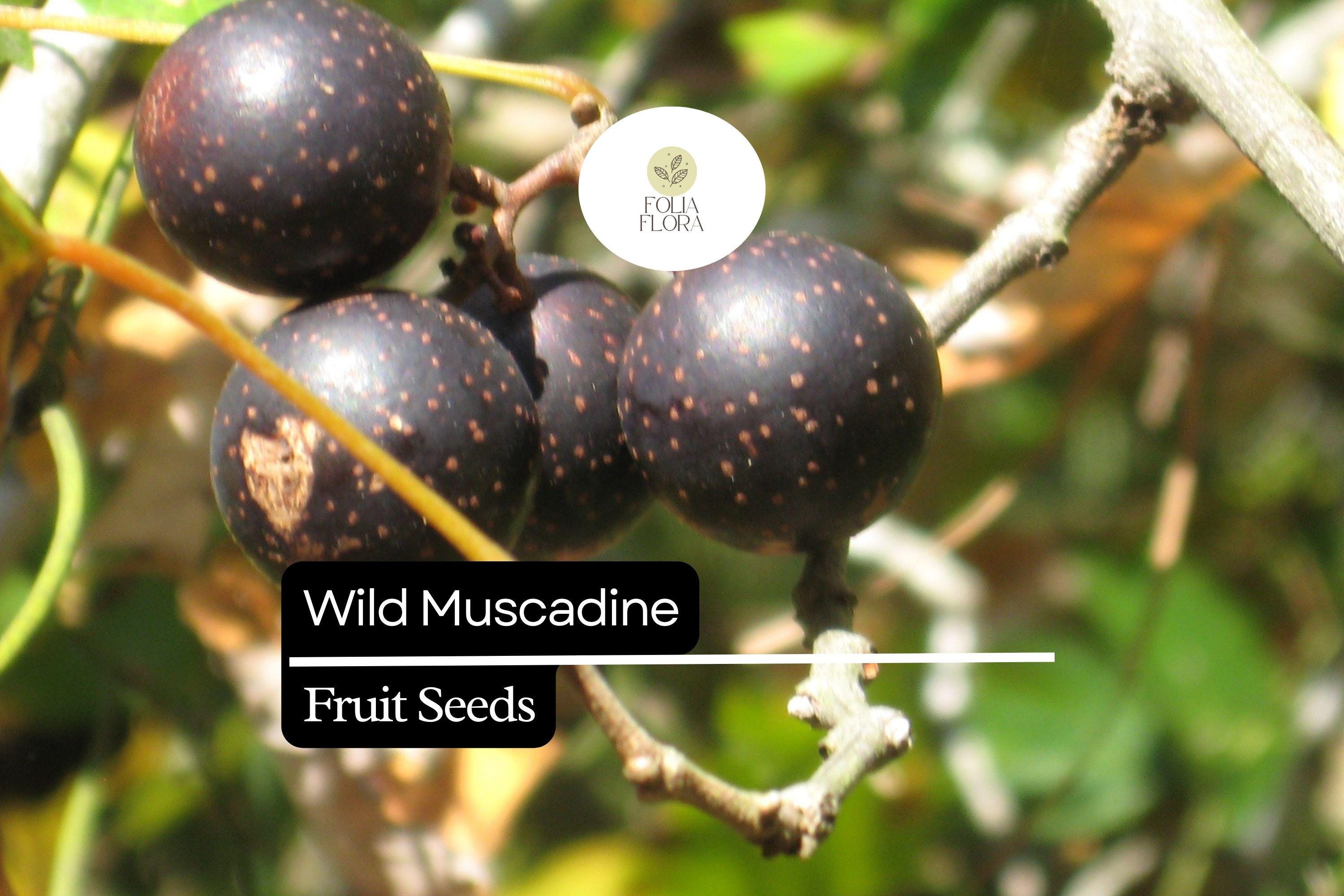 Wine Grapes Seeds - Etsy, image size:3000x2000