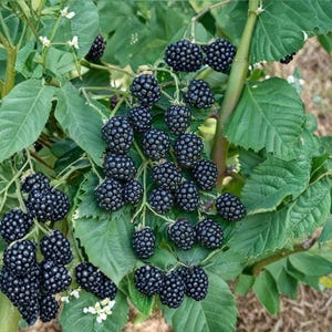 May include: A cluster of ripe, dark purple blackberries hanging from a green plant with serrated leaves. The fruit is composed of many small, rounded drupelets, showing a textured surface. Small white flowers are visible among the foliage.