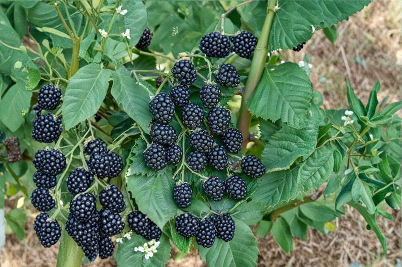 May include: A cluster of ripe, dark purple blackberries hanging from a green plant with serrated leaves. The fruit is composed of many small, rounded drupelets, showing a textured surface. Small white flowers are visible among the foliage.