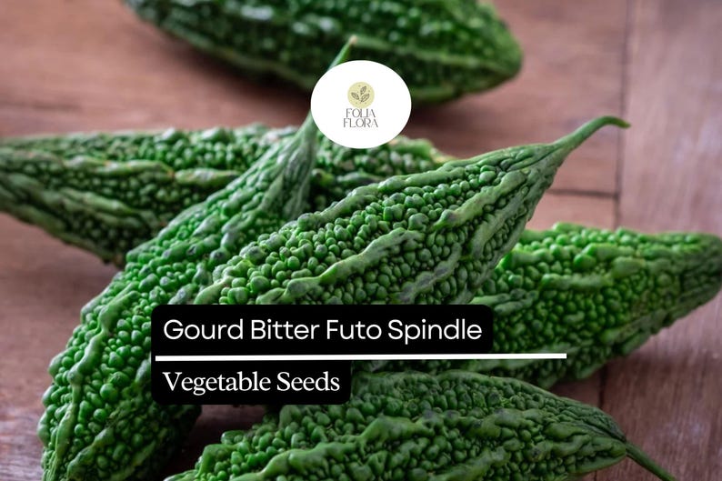 5 Seeds Bitter Gourd Futo Spindle Momordica Charantia | Heirloom, Non ...