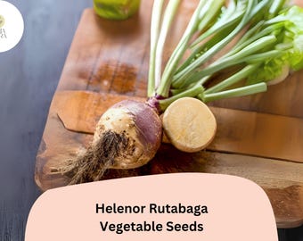 500+ Helenor Rutabaga Seeds – Heirloom Brassica Root Vegetable Seeds for Garden Planting