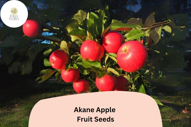 25+ Akane Apple Seeds | Crisp Red Heirloom Variety | Malus Domestica ...