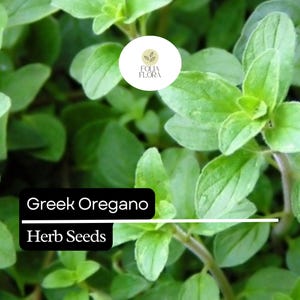 May include: Close-up of green Greek oregano herb seeds. The plant has small, oval-shaped leaves and a vibrant green color.