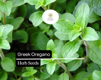 Greek Oregano Seeds – Aromatic Culinary Herb, 2000 Seeds