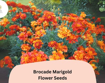 May include: A vibrant display of Brocade Marigold flower seeds. The image showcases a lush cluster of orange and yellow marigold blooms with green foliage. The text "Brocade Marigold Flower Seeds" is displayed on a light peach background.